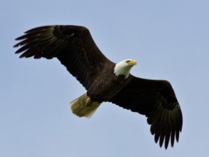 eagle111