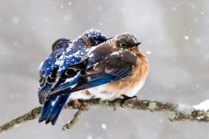 birds in snow
