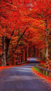 autumn passage